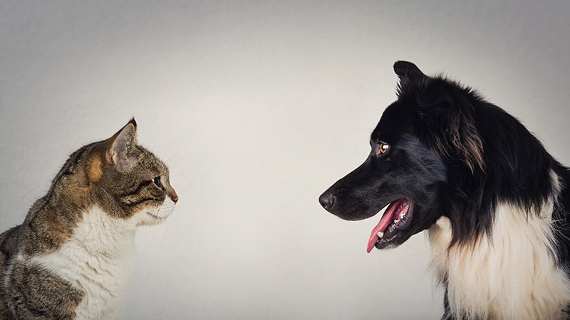 cat and dog looking at each other