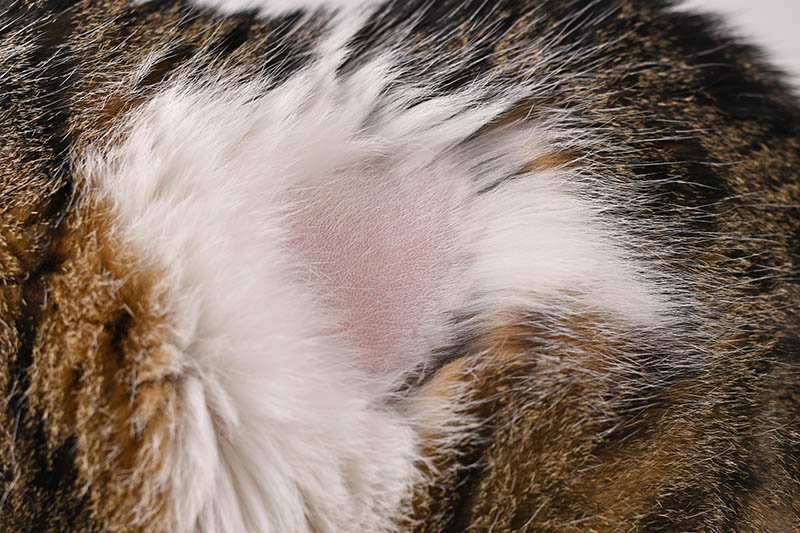 Close up of bald spot in fur of domestic cat