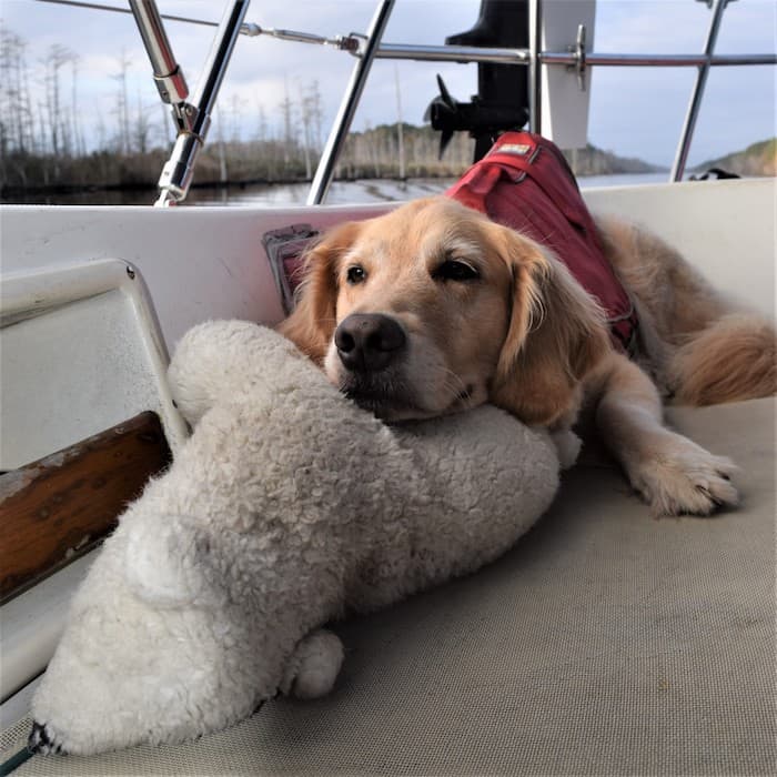 Honey the golden retriever stays home on the boat.