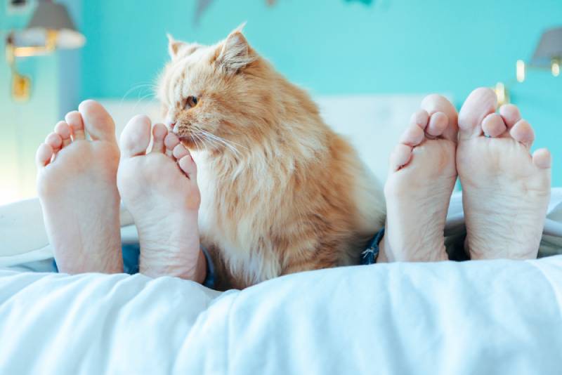 cat licking owner