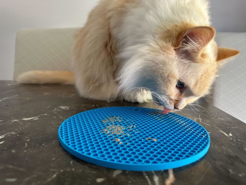 fluffy cat licking wet food off a lick mat