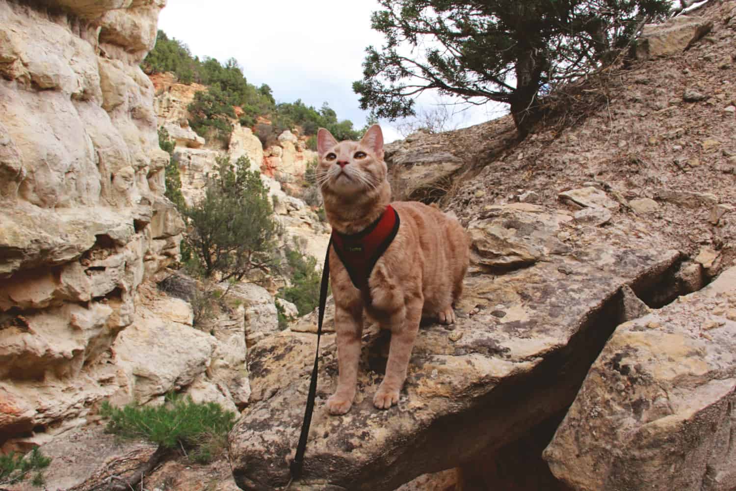 Personality Traits of Adventure Cats