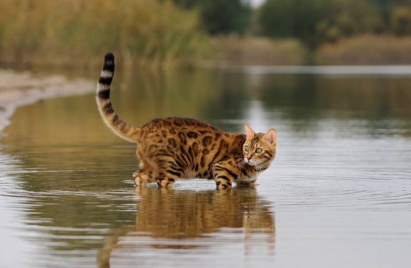 a bengal cat about to swim in the sea