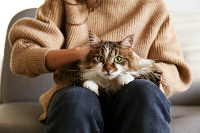 Domestic cat lying on owner