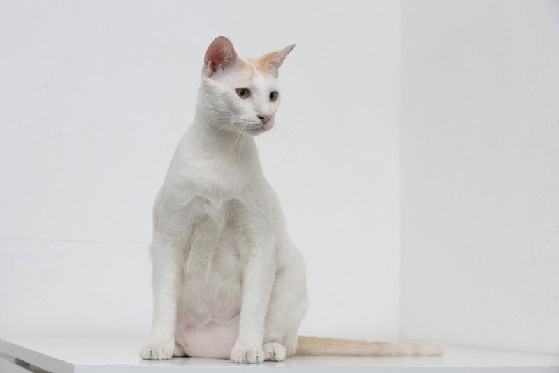 a white cat with primordial pouch