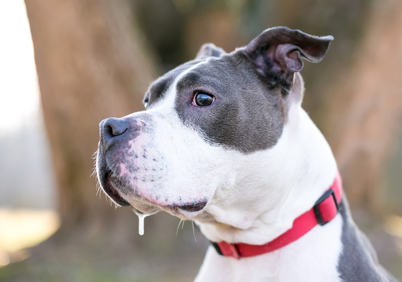 gray and white Pit Bull Terrier mixed breed dog drooling