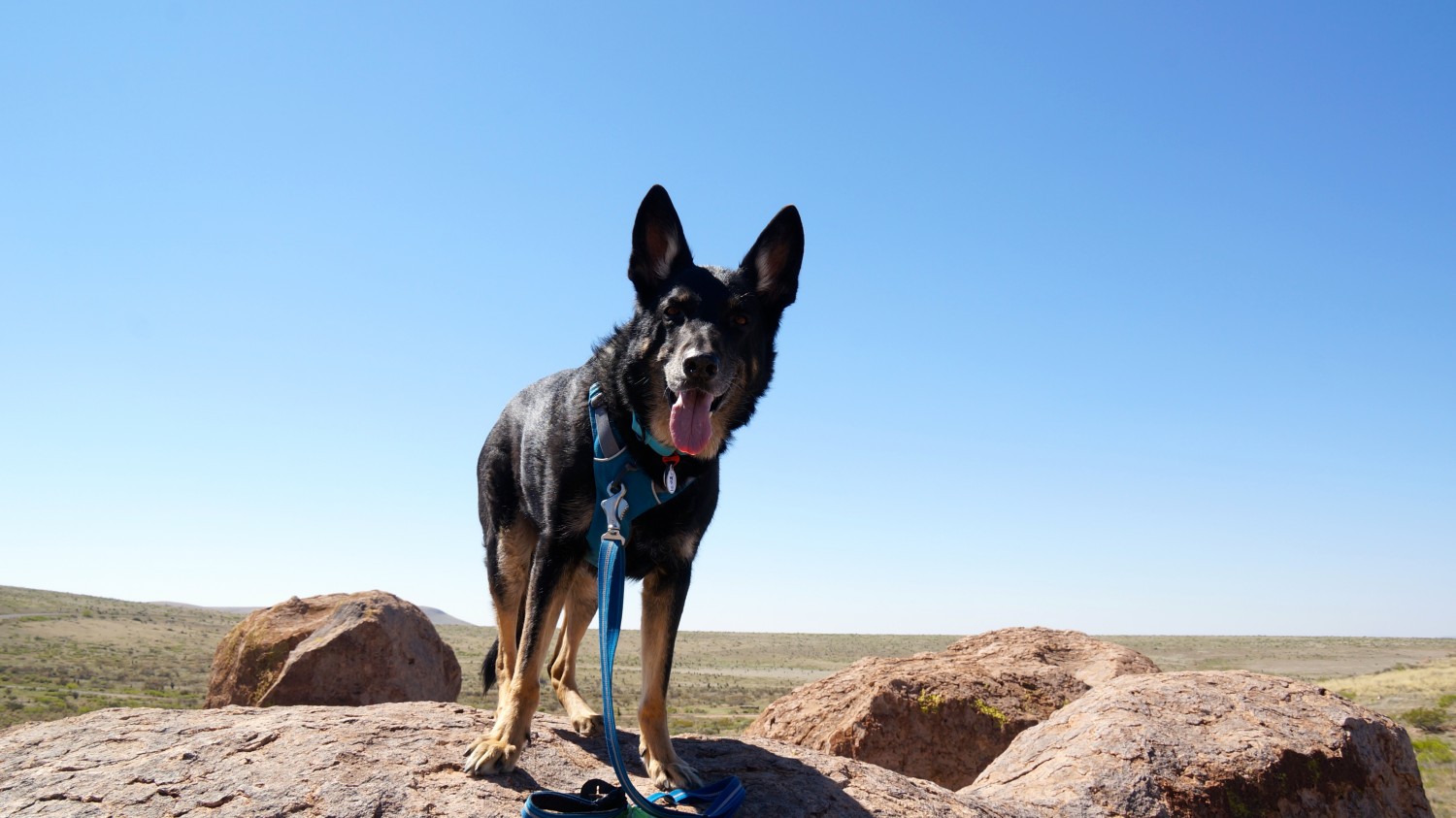 Black and tan German Shepherd at City of Rocks, NM