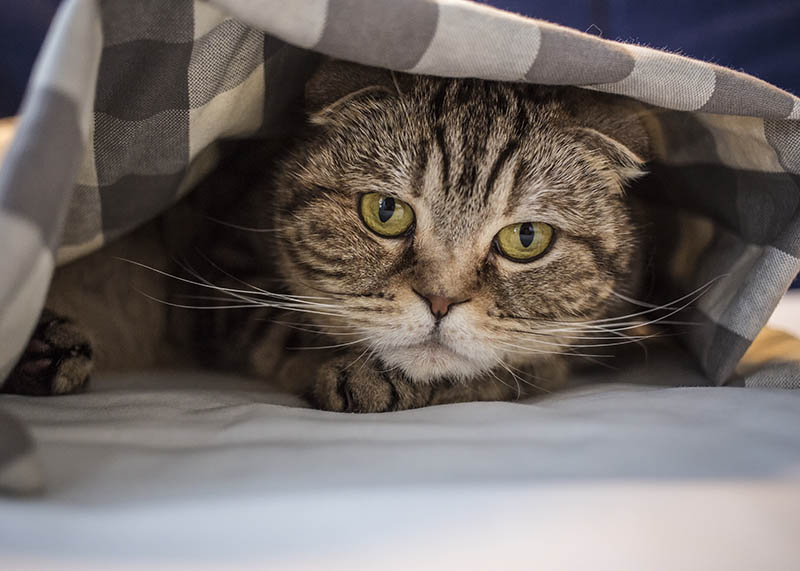 cat-hidden-under-blanket