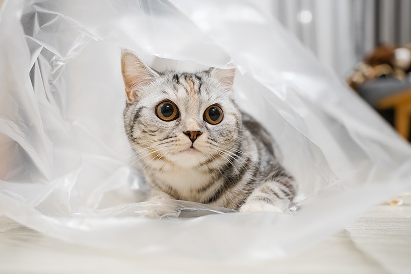 silver-tabby-cat-inside-a-plastic-bag-playing