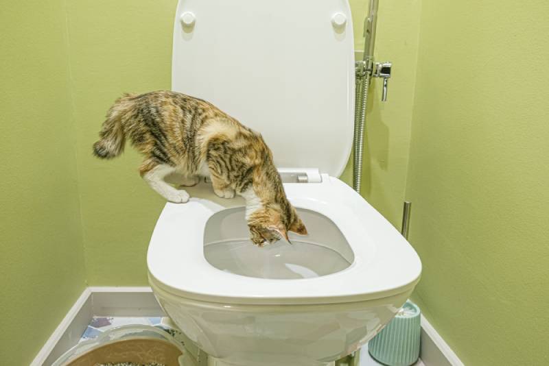 cat looking inside the toilet