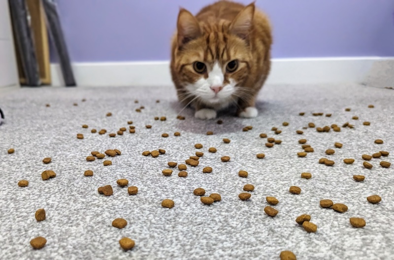 Alex orange cat trying scatter feeding with dry food