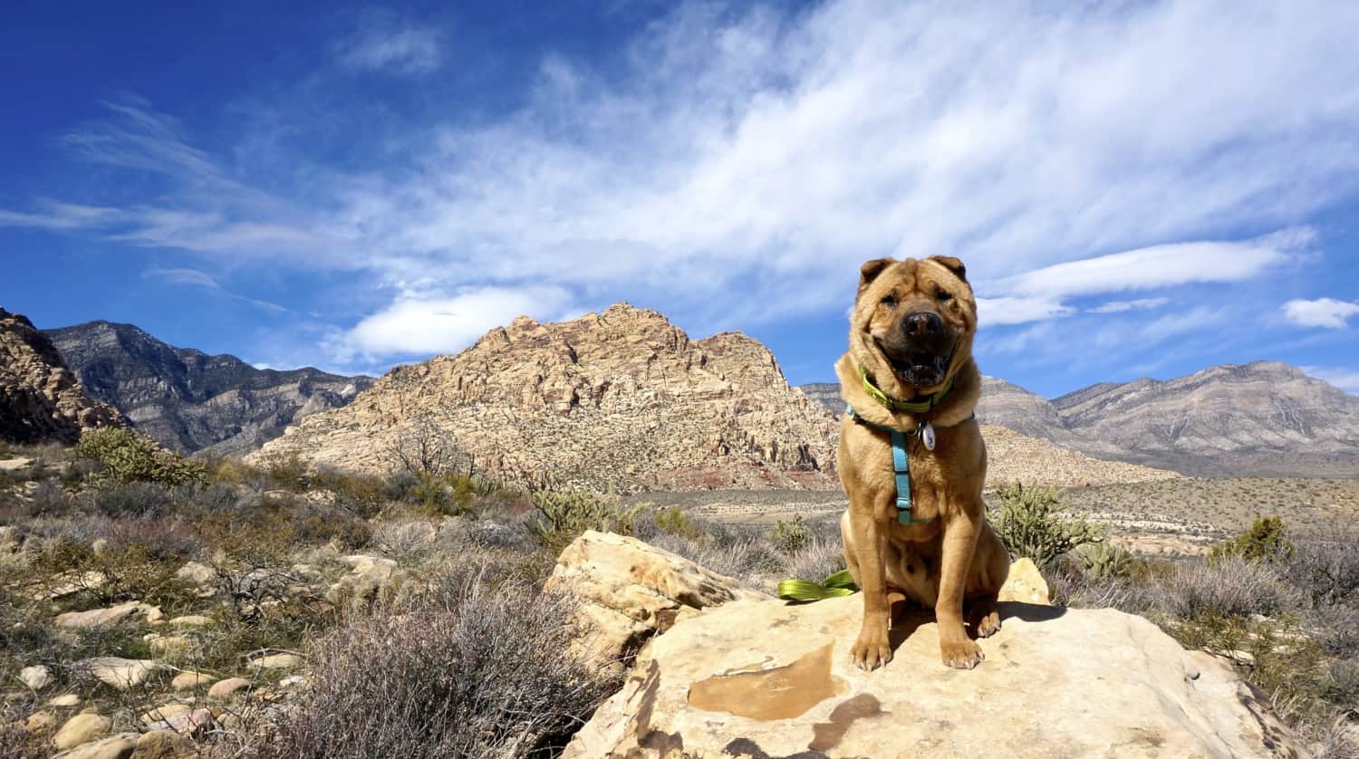 Nevada's Top Pet Friendly Attraction: Red Rock Canyon