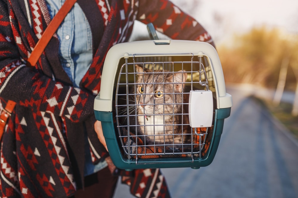 woman carrying cat inside carrier