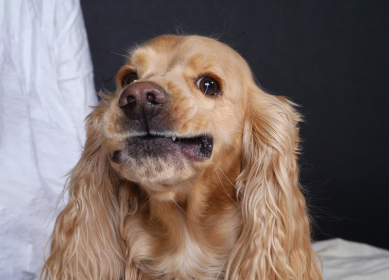 english cocker spaniel puppy getting ready to sneeze